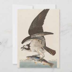 Fish hawk Osprey Natuur Kaart