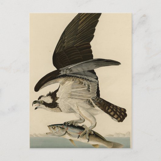 Fish Hawk, Osprey, uit Audubon's Birds of America Briefkaart (Voorkant)
