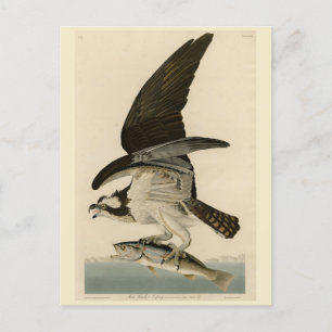 Fish Hawk, Osprey, uit Audubon's Birds of America Briefkaart