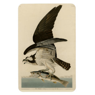 Fish Hawk, Osprey, uit Audubon's Birds of America Magneet