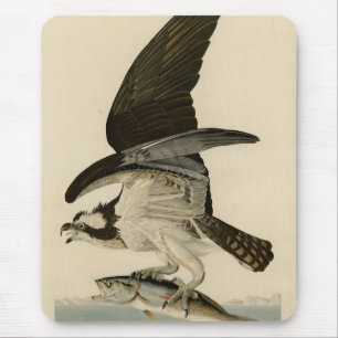 Fish Hawk, Osprey, uit Audubon's Birds of America Muismat