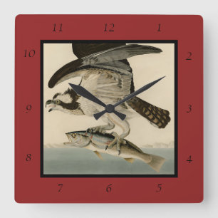 Fish Hawk, Osprey, uit Audubon's Birds of America Vierkante Klok