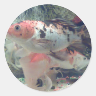 Fish Koi Ronde Sticker
