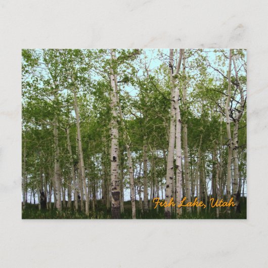 Fish Lake, Utah Briefkaart (Voorkant)
