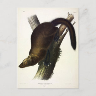 Fisher (Pennant's Marten of Cat Fisher) van Audubo Briefkaart