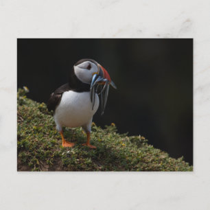 Fisher Puffin Briefkaart