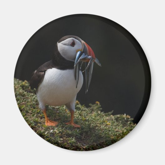 Fisher Puffin Magneet (Voorkant)