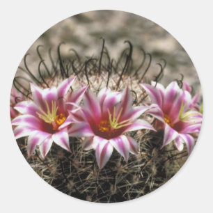 Fishhaakcactus Ronde Sticker