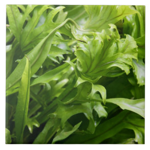 Fishtail Fern Tile Tegeltje