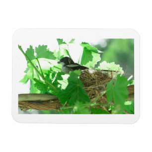 Fiskaal Laksman Fiscal Shrike Bird Nest Magneet