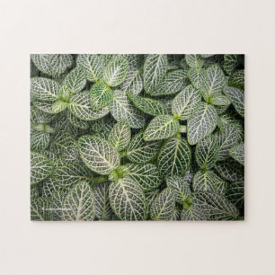 Fittonia Mosaic Plant met variabele bladeren Legpuzzel