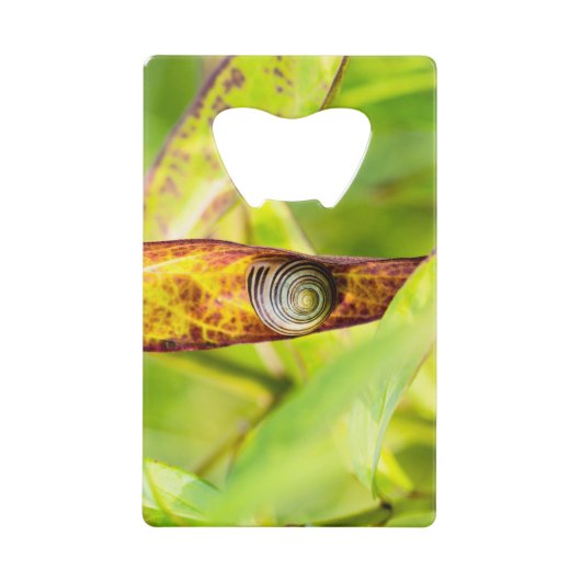 fixation calme (Devant)