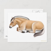 Fjord Horse au repos Carte postale (Devant / Derrière)