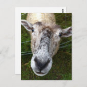 Fjun het schaap-briefkaart briefkaart (Voorkant / Achterkant)