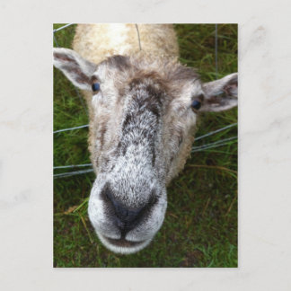 Fjun het schaap-briefkaart briefkaart