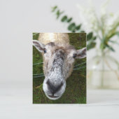 Fjun la carte postale des moutons (Debout devant)