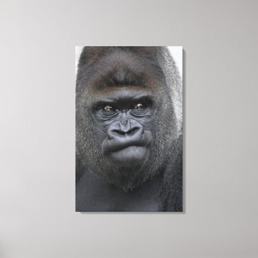 Flachland Gorilla Canvas Afdruk (Voorkant)