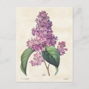  flacons van Bright Paarse Lilacs Briefkaart