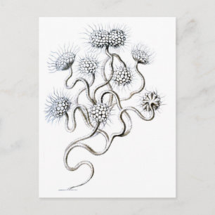 Flagellata, Ernst Haeckel Fine Art Briefkaart