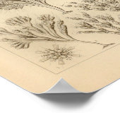  Flagellata-kleur Ernst Haeckel afdrukken Poster (Hoek)