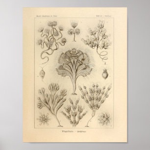 Flagellata-kleur Ernst Haeckel afdrukken Poster