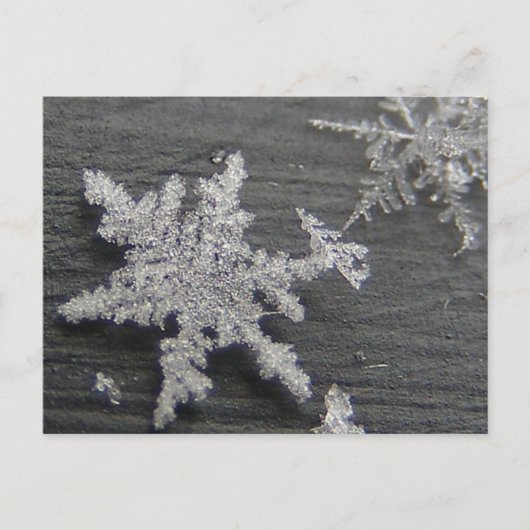Flake de neige 45 ~ carte postale (Devant)