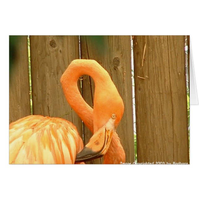 flamant 1 (Devant horizontal)