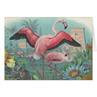 Flamant rose