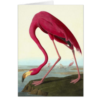 Flamant rose américain, John James Audubon