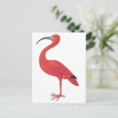 Flamant rose - Carte postale Art (Debout devant)