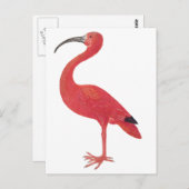 Flamant rose - Carte postale Art (Devant / Derrière)