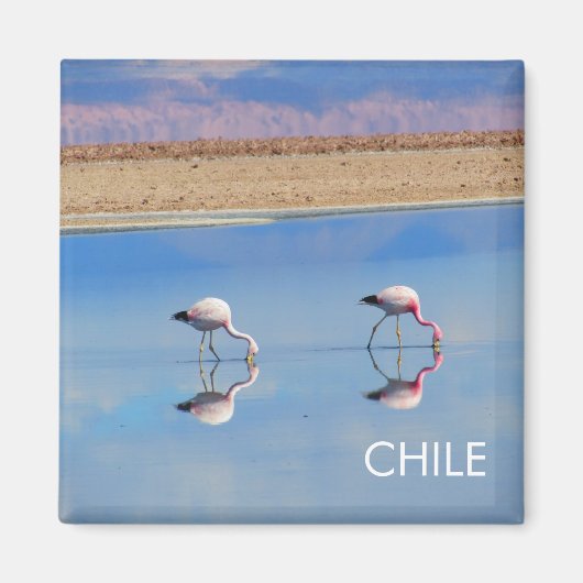 Flamant rose, Désert d'Atacama, Chili Magnet (Devant)