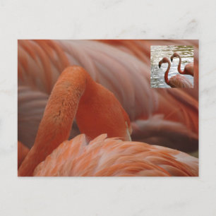 Flamant rose Fermer do-it-yourself carte postale
