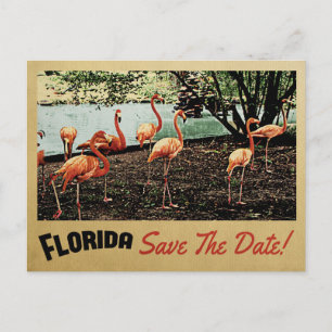 Flamant rose Florida Enregistrer La Date Cartes Po