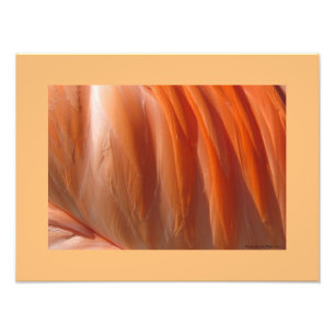 Flamant rose II Photographie de Linda Becker