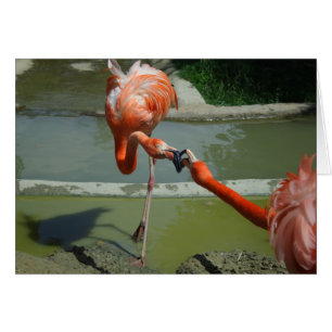 Flamant rose Kiss