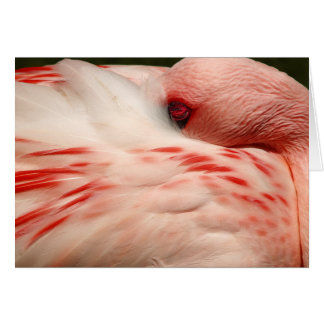 Flamant rose rose