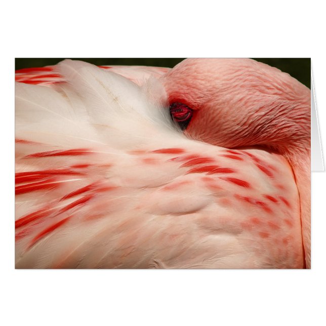 Flamant rose rose (Devant Horizontal)
