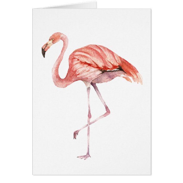 Flamant rose rose (Devant)