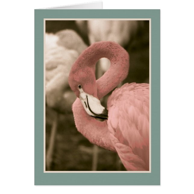 Flamant rose rose (Devant)