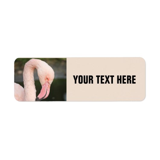 Flamant rose ROSE ÉTIQUETTES D'ADRESSE DE RETOUR P (Devant)