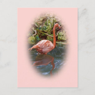 Flamant rose rose reflété dans la carte postale de