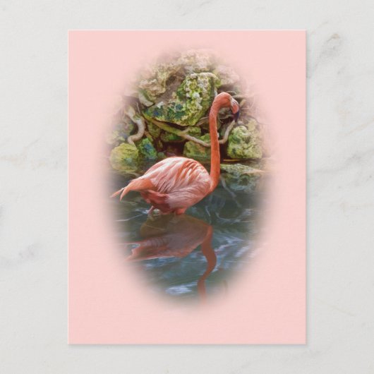 Flamant rose rose reflété dans la carte postale Ri (Devant)