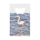 Flamant rose sauvage (Devant)