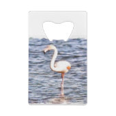 Flamant rose sauvage (Dos)