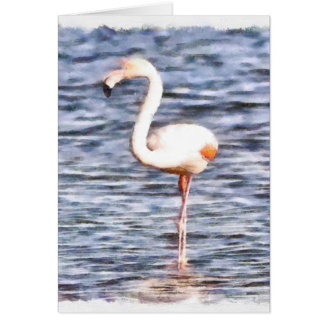 Flamant rose sauvage (Devant)