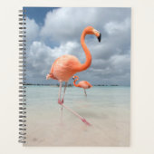 Flamants roses Beach Aruba (Devant)