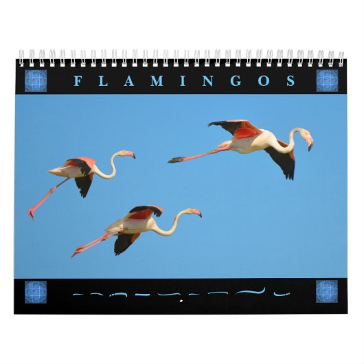 Flamants roses calendrier 12 mois (Protection)