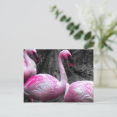 ~Flamants roses~ CARTE POSTALE (Debout devant)
