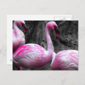 ~Flamants roses~ CARTE POSTALE (Devant / Derrière)